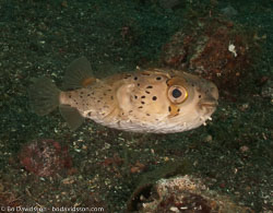 BD-090928-Lembeh-9284961-Diodon-holocanthus.-Linnaeus.-1758-[Longspined-porcupinefish.-Brunfläckig-igelkottfisk].jpg